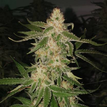 SANTANESIA - esquejes