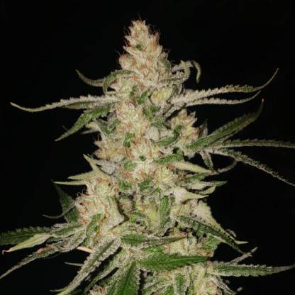 SANTANESIA - esquejes